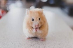 Screenshot for Apple Siri Shortcuts Send Hamsters To Location 1