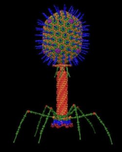 Screenshot for Apple Siri Shortcuts bacteriophage 1